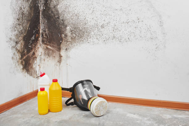 Best Mold Remediation for Healthcare Facilities  in Denton, MD